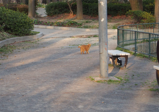 公園猫さん638.jpg