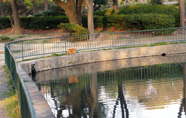 公園猫さん639.jpg