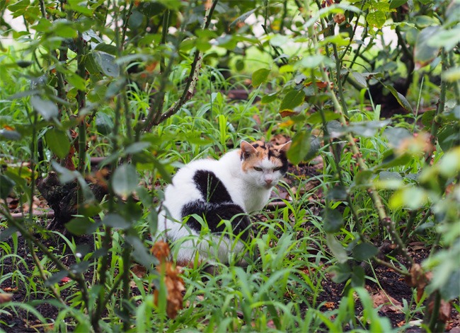 外猫さん652.jpg