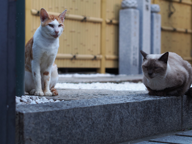 お寺猫さん698.jpg