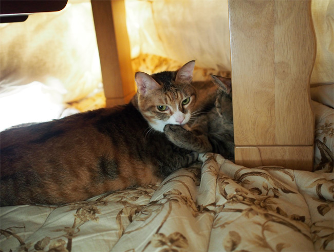 こたつ猫さん716.jpg