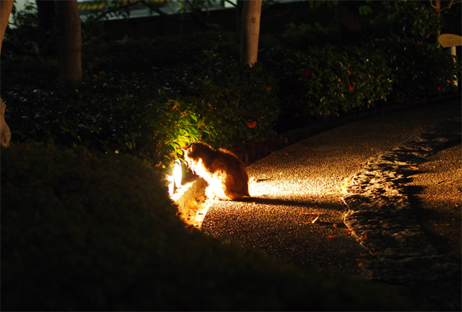 公園猫さん723.jpg
