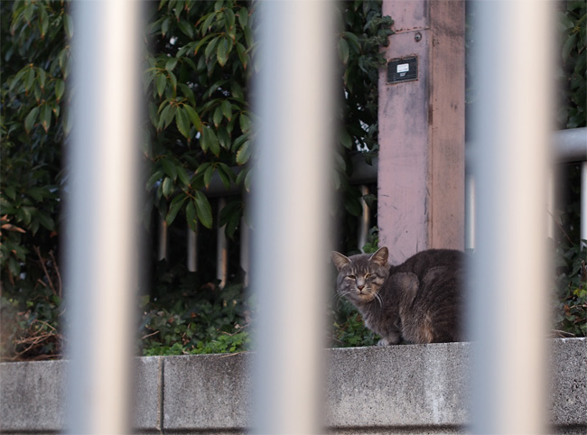 外猫さん732.jpg