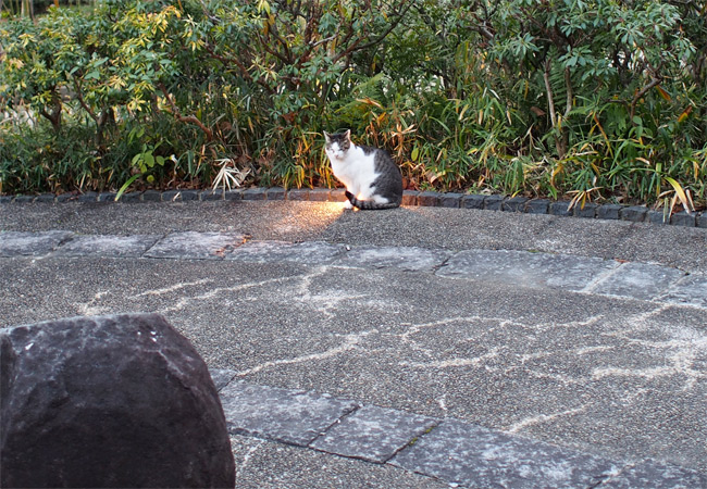 外猫さん735.jpg