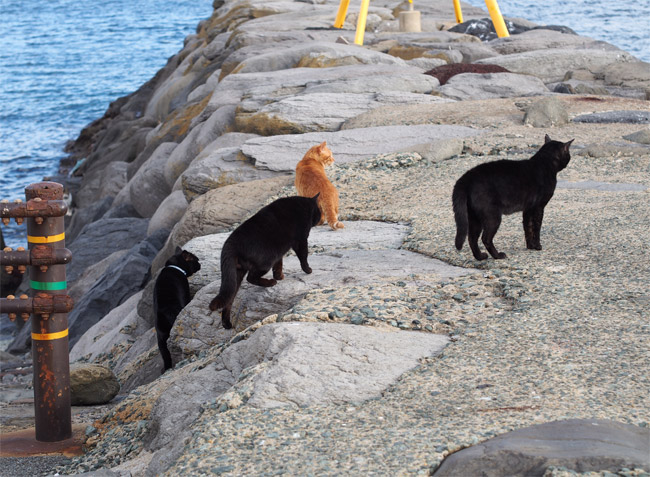 相島の猫さん774.jpg