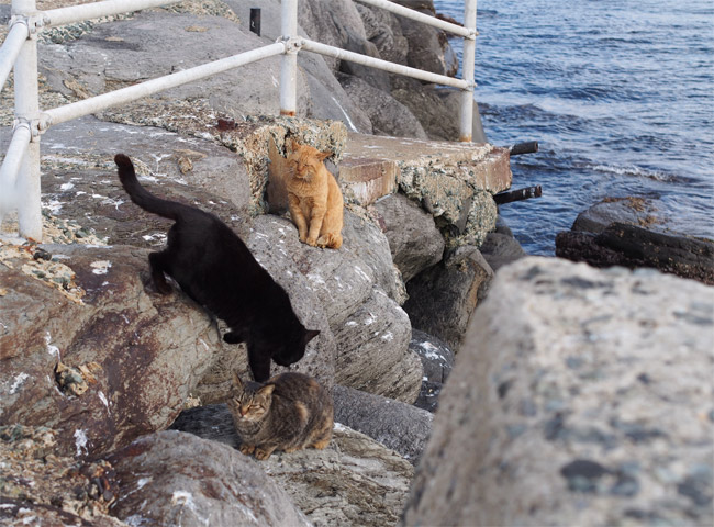 相島の猫さん775.jpg