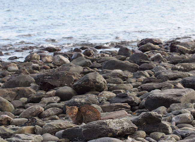 相島の猫さん782.jpg