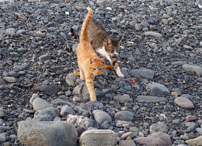 相島の猫さん783.jpg