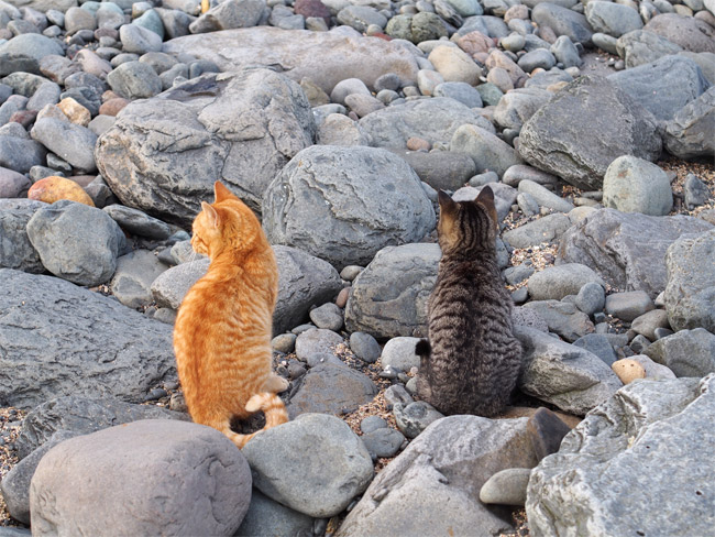相島の猫さん784.jpg