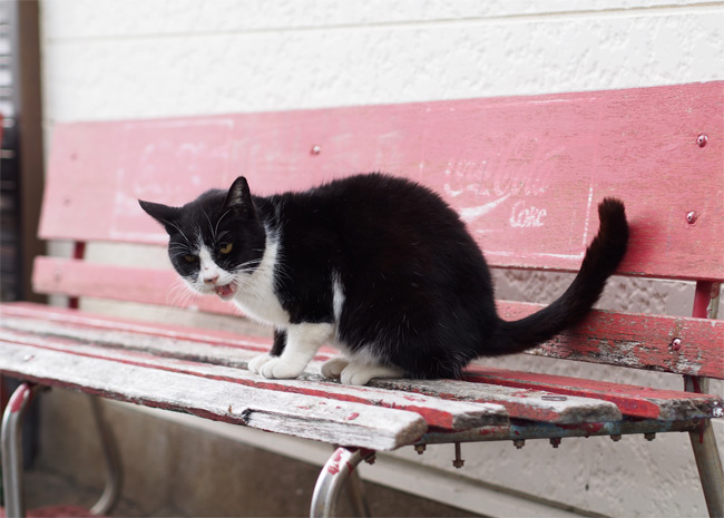 相島の猫さん787.jpg