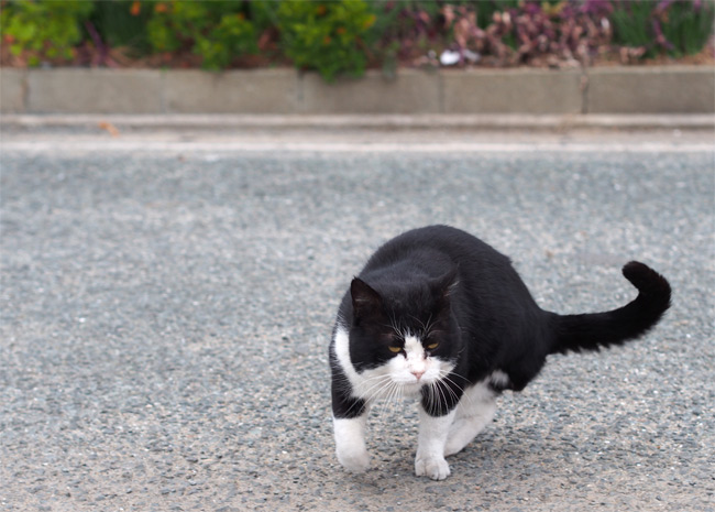相島の猫さん792.jpg