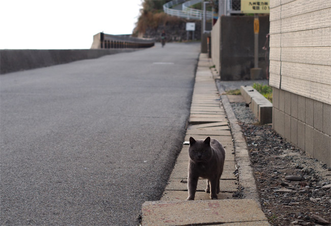 相島の猫さん798.jpg