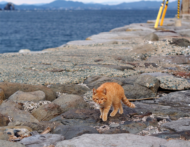 相島の猫さん799.jpg