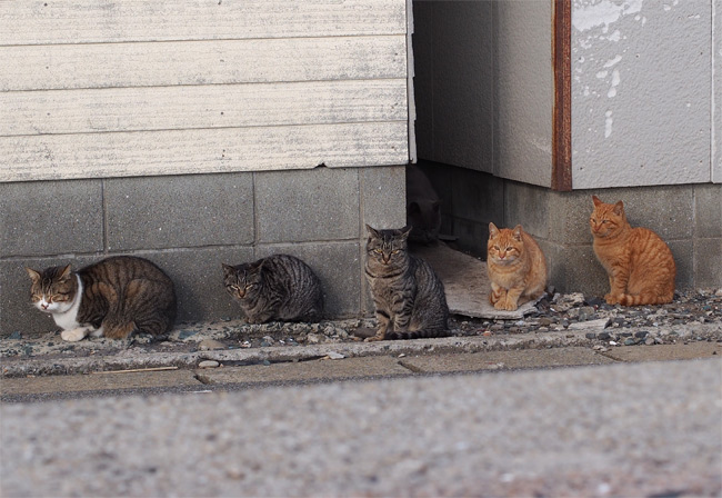 相島の猫さん802.jpg