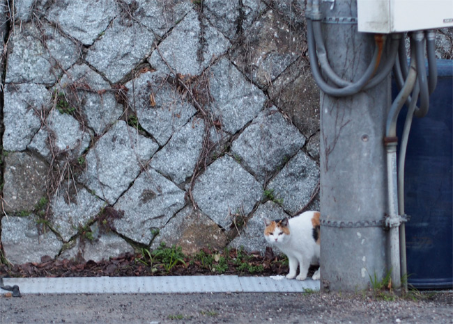 堀切港猫さん822.jpg