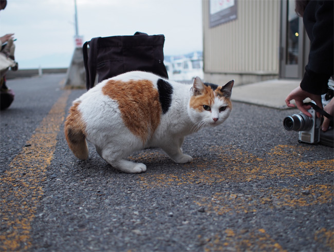 堀切港猫さん825.jpg