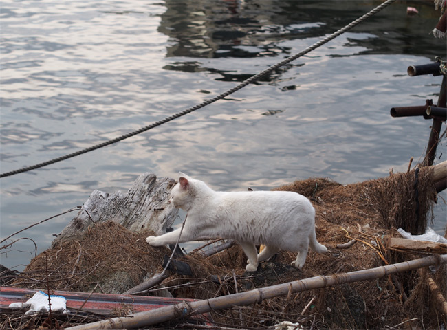 沖島猫さん827.jpg