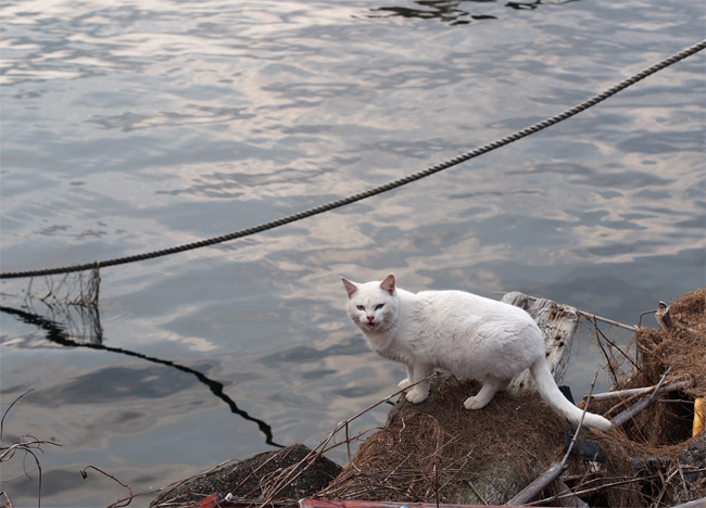 沖島猫さん828.jpg