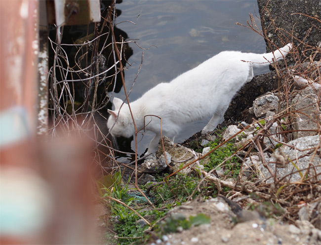 沖島猫さん829.jpg