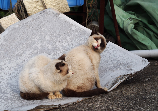 沖島の猫さん832.jpg
