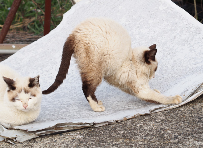 沖島の猫さん833.jpg
