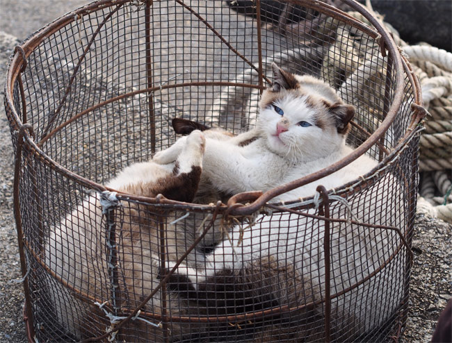 沖島の猫さん838.jpg