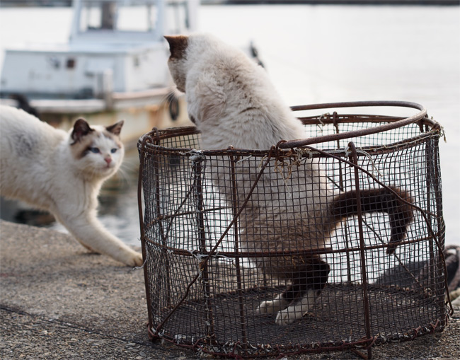 沖島の猫さん840.jpg