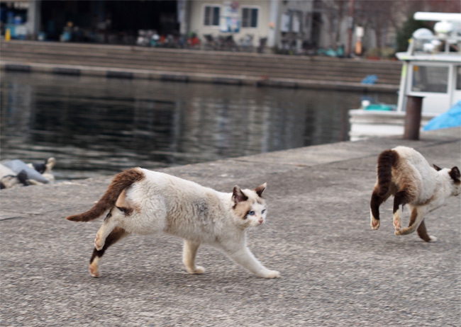 沖島の猫さん842.jpg