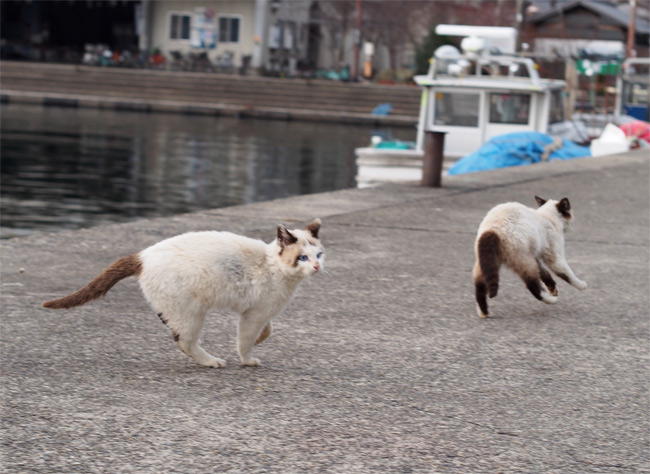 沖島の猫さん843.jpg