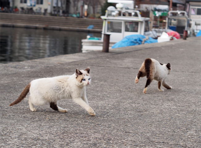 沖島の猫さん844.jpg