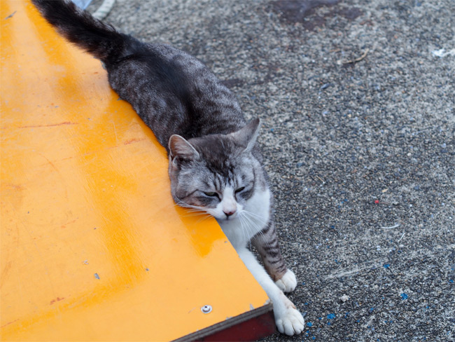 沖島の猫さん846.jpg