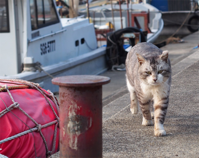 沖島の猫さん851.jpg