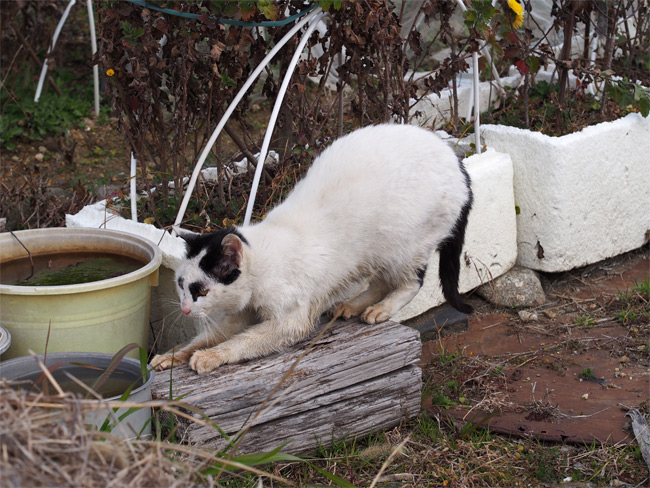 沖島の猫さん855.jpg