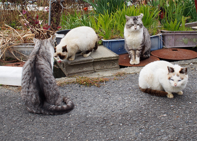 沖島の猫さん856.jpg