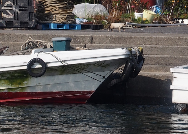 沖島の猫さん866.jpg