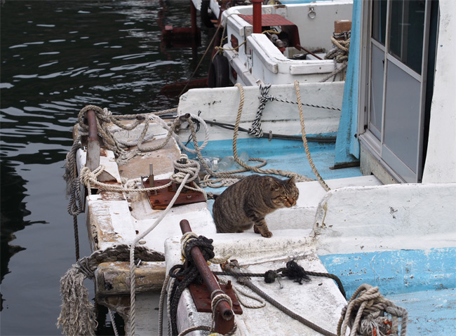 堀切新港の猫さん869.jpg