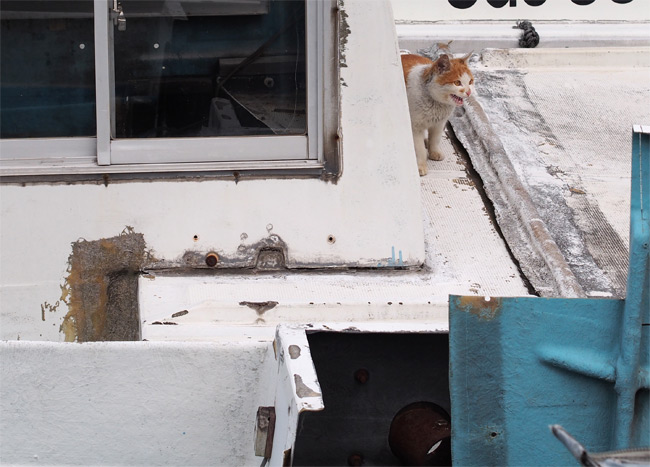 堀切新港の猫さん870.jpg