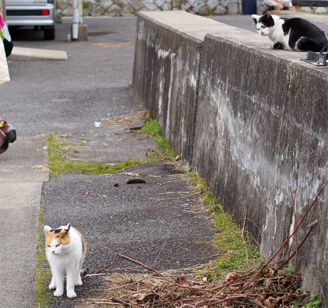 堀切新港の猫さん873.jpg