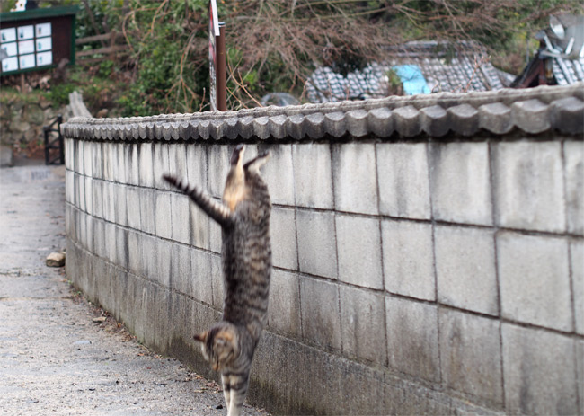 猫の細道904.jpg