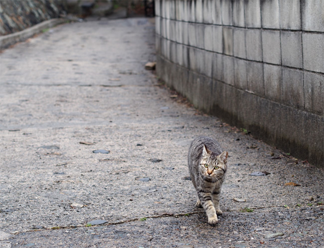 猫の細道905.jpg