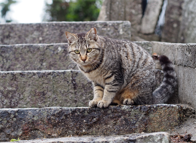 猫の細道906.jpg