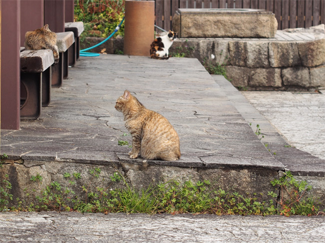 猫の細道914.jpg