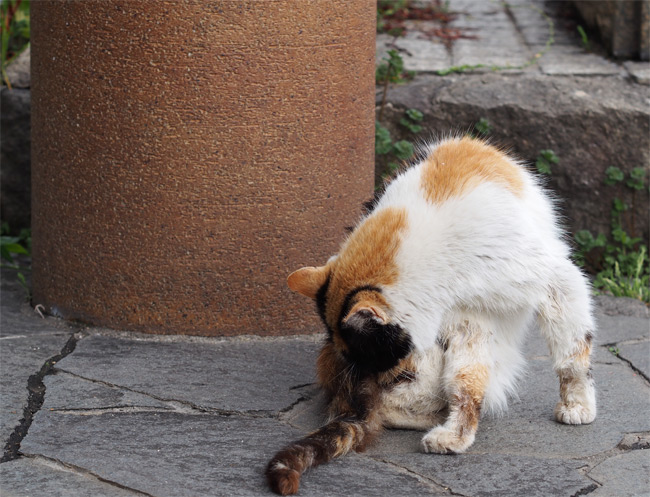 猫の細道915.jpg