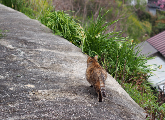 猫の細道919.jpg