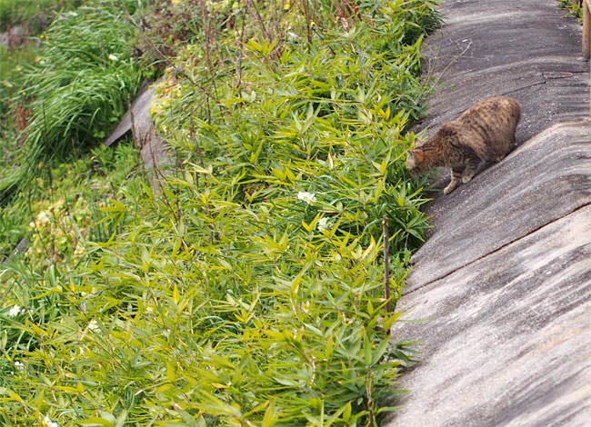 猫の細道920.jpg