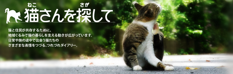 猫さんを探して